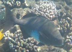 Kyphosus elegans