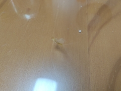 Maccaffertium mediopunctatum