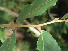 Cryptocarya hypospodia