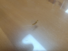 Maccaffertium mediopunctatum