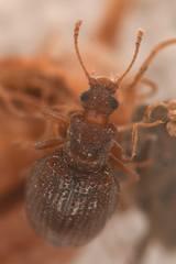 Stephostethus liratus