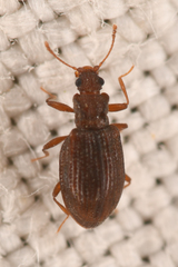 Stephostethus liratus
