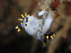 Polycera tricolor