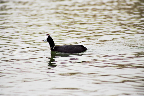 Focha moruna (Fulica cristata)