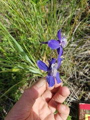 Delphinium sutherlandii