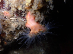 Paracyathus stearnsii