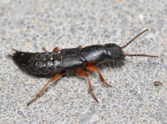 Dinothenarus badipes