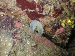 Protula pacifica