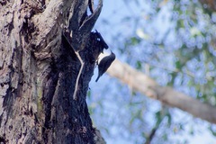 Climacteris erythrops