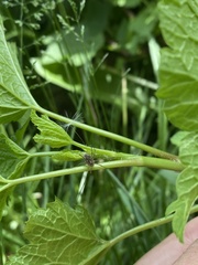 Rilaena triangularis