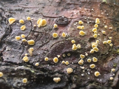 Lachnellula resinaria