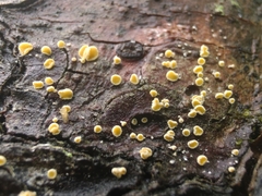 Lachnellula resinaria