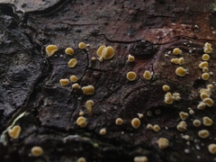 Lachnellula resinaria