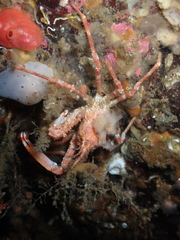 Chorilia longipes
