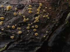 Lachnellula resinaria