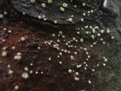 Lachnellula resinaria