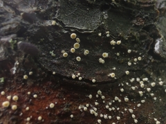 Lachnellula resinaria