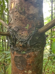 Lachnellula resinaria