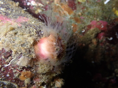 Paracyathus stearnsii