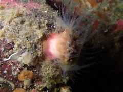 Paracyathus stearnsii