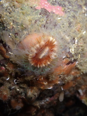 Paracyathus stearnsii