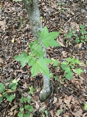 Liquidambar styraciflua