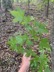Liquidambar styraciflua