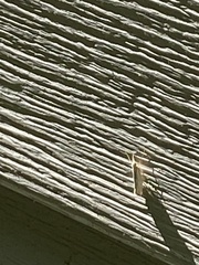 Plutella porrectella