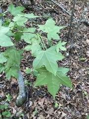 Liquidambar styraciflua