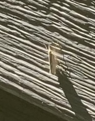 Plutella porrectella