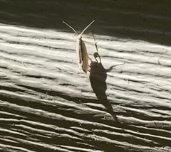 Plutella porrectella