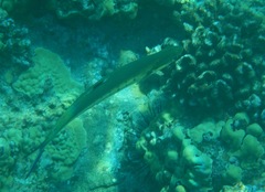 Scomberoides lysan