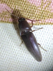 Diplostethus texanus