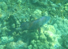 Parupeneus insularis