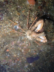 Chorilia longipes