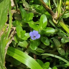 Bacopa caroliniana