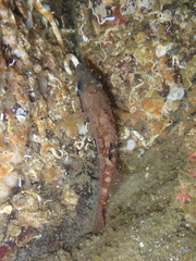 Sebastes flavidus