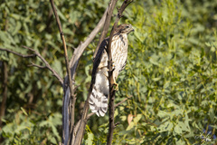 Accipiter cooperii