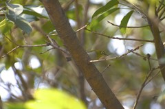 Zosterops simplex