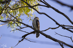 Accipiter cooperii