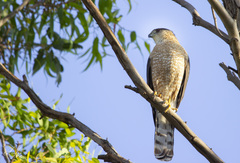 Accipiter cooperii