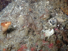 Pholis clemensi