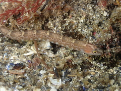 Pholis clemensi