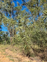 Acacia macradenia