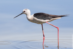 Black-winged Stilt - Photo (c) Paolo, some rights reserved (CC BY), uploaded by Paolo