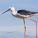 Black-winged Stilt - Photo (c) Paolo, some rights reserved (CC BY), uploaded by Paolo