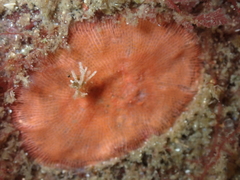 Schizoporella