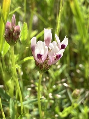 Trifolium willdenovii