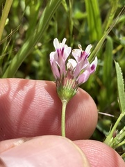 Trifolium willdenovii