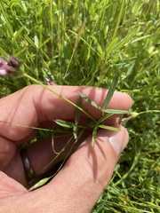 Trifolium willdenovii